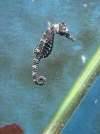 Seahorse (hippocampus erectus) x2