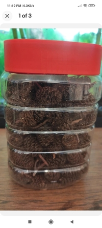 200g Bottle of Alder Cones £13.99