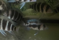 Malawi and Tanganyikan cichlids young adults