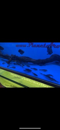 PLANET AROWANA CHRISTMAS SALE