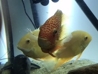 Group of severums