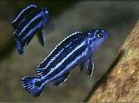 Pseudotropheus cyaneorhabdos, Maingano Island