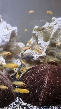 Malawi cichlids babies