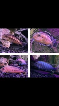 7x cichlids Malawi £60