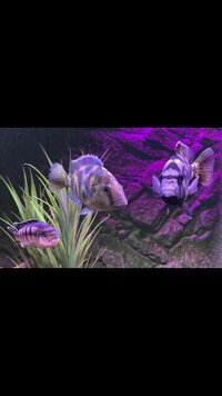 7x cichlids Malawi £60