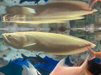 Freshwater Albino Sliver Arowana