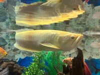 Freshwater Albino Sliver Arowana