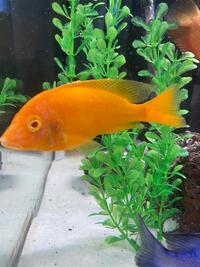 MALAWI AND AMERICAN CICHLIDS