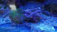 Various corals for sale from my tank