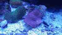 Various corals for sale from my tank