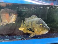 SOLD 18-20” kelberi peacock bass