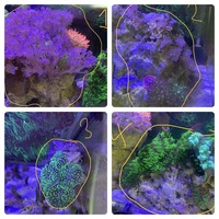 Live rocks with Anemone, GSP, Xenia. Zoas, mushroom