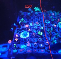 Zoas lps and sps frags derby