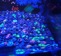 Zoas lps and sps frags derby