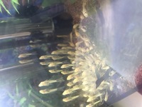 Enfield BRISTLENOSE PLECO