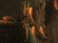 Home bred super red bristlenose.