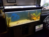 Fluval 250ltr tank sand and top ligh