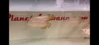 Special Offer Super High Back Red Tail Golden Arowana’s