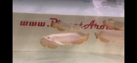 Special Offer Super High Back Red Tail Golden Arowana’s