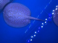 Albino Pearl Stingrays