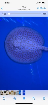 Albino Pearl Stingrays