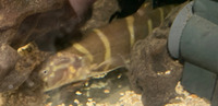 Leptobotia elongate - Royal Clown Loach