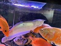 Silver Arowana ~30-40cm