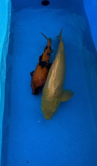 Japanese Koi collection (SEE DETAILS)