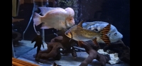 TROPICAL FISH - RANGE OF CICHLIDS FOR SALE