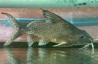 Malawi,Raphael, synodontis, Bristlenose