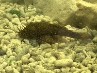 Malawi,Raphael, synodontis, Bristlenose