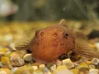 BRISTLENOSE PLECS