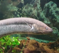 South American xxl Lungfish 32 inch £80 reduced