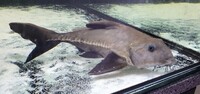 Stock clear out - RTG Asian Arowana, Florida Gar, Giraffe catfish, Ripsaw catfish, Oscar