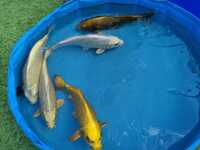 Large Koi for sale 8 inches to 20 inches Jumbo Bloodline