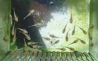 Super Yellow Albino Long Fin bristlenose pleco,    SOLD   