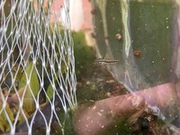 Apistogramma trifasciata fry for sale in Newcastle, £4 each or 6 for £20