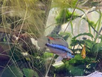 Apistogramma trifasciata fry for sale in Newcastle, £4 each or 6 for £20