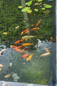 Pond fish available dagenham