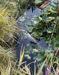 White Koi for sale Epsom