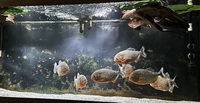 7 Large Red Bellied Piranha