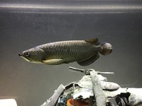 Jardini Arowana for sale