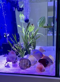 Discus 13no. Asian  £310 ONO 