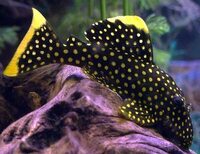 L number plecos for sale breeding groups rare plecos