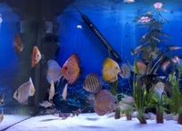 DISCUS 13no. ASIAN CHEAP £250