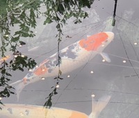 Showa Koi and Ghost Koi for Sale - Hampshire/Postcode Area GU46