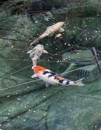 Showa Koi and Ghost Koi for Sale - Hampshire/Postcode Area GU46