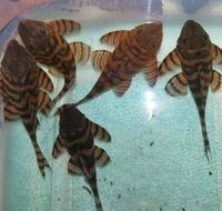 L397 Adult PANAQOLUS TIGER PLECOS