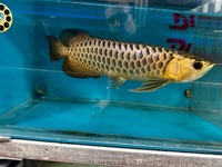 Extremely Rare PureBreed F1 Malaysian Golden BlueBase Crossback Arowana