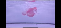 Rarest Arowana In The World Available Pre-Order Albino Super Red